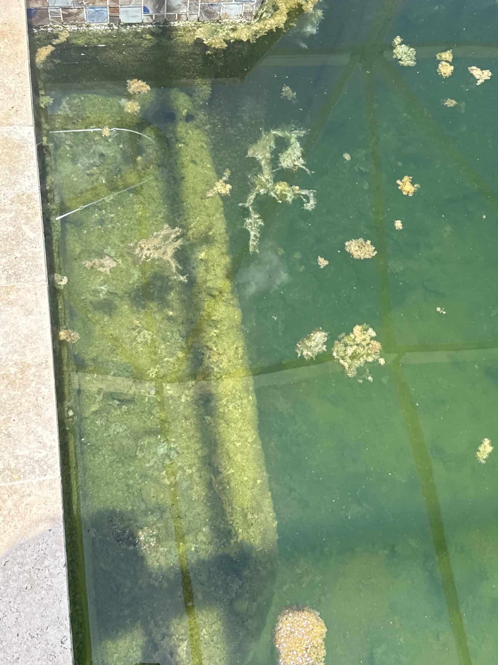 Algae mat detail
