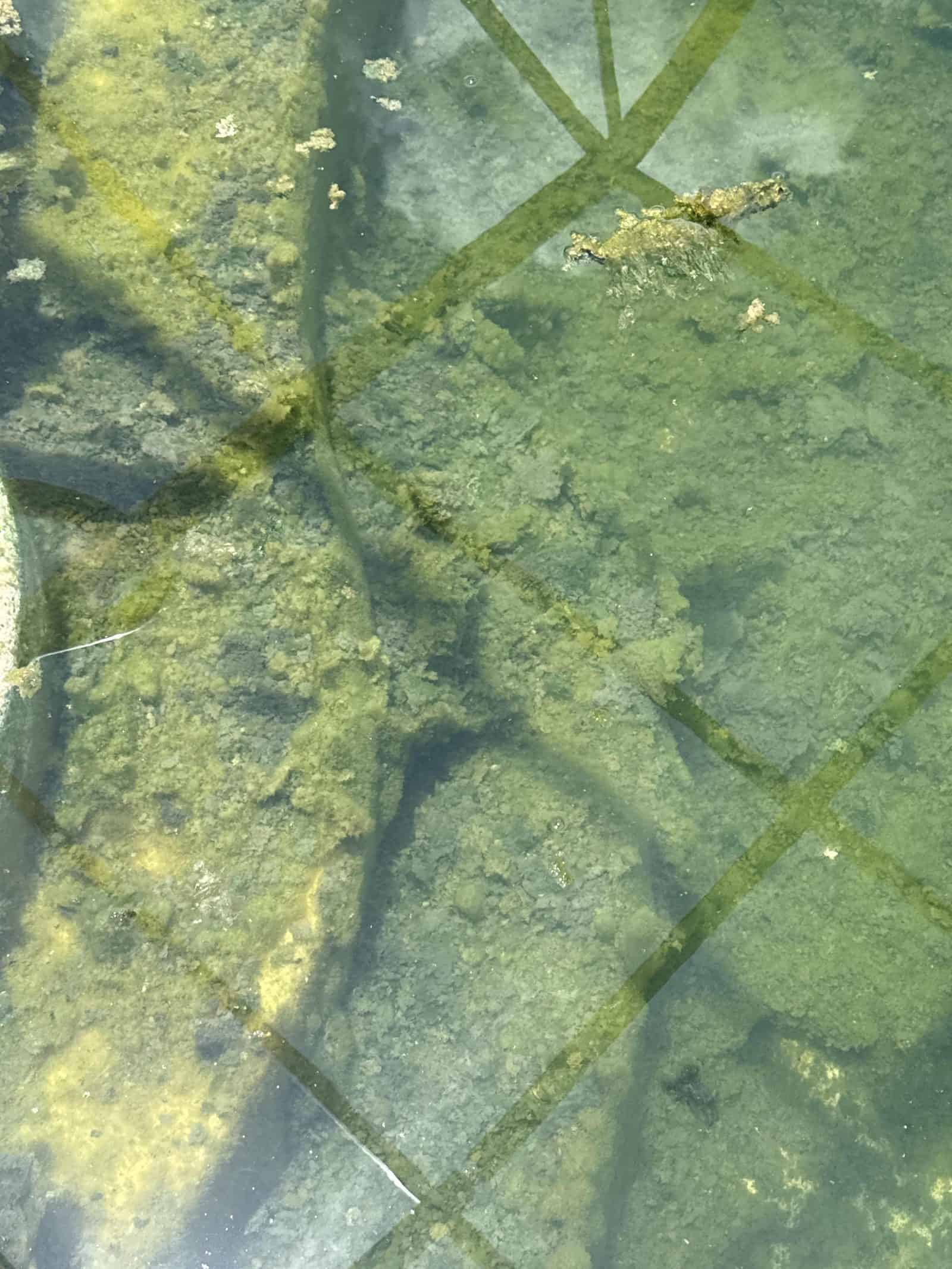 Floating algae clusters
